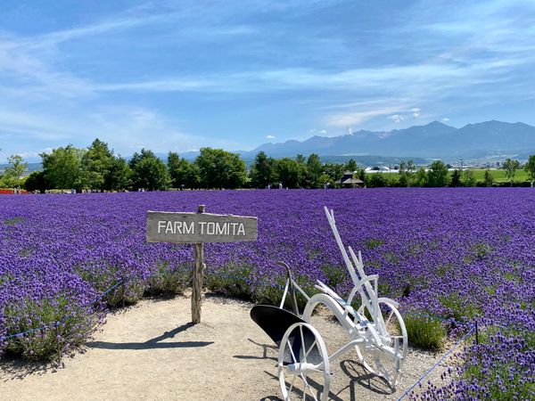 Lavender fields at Farm Tomita, Nakafurano, Hokkaido