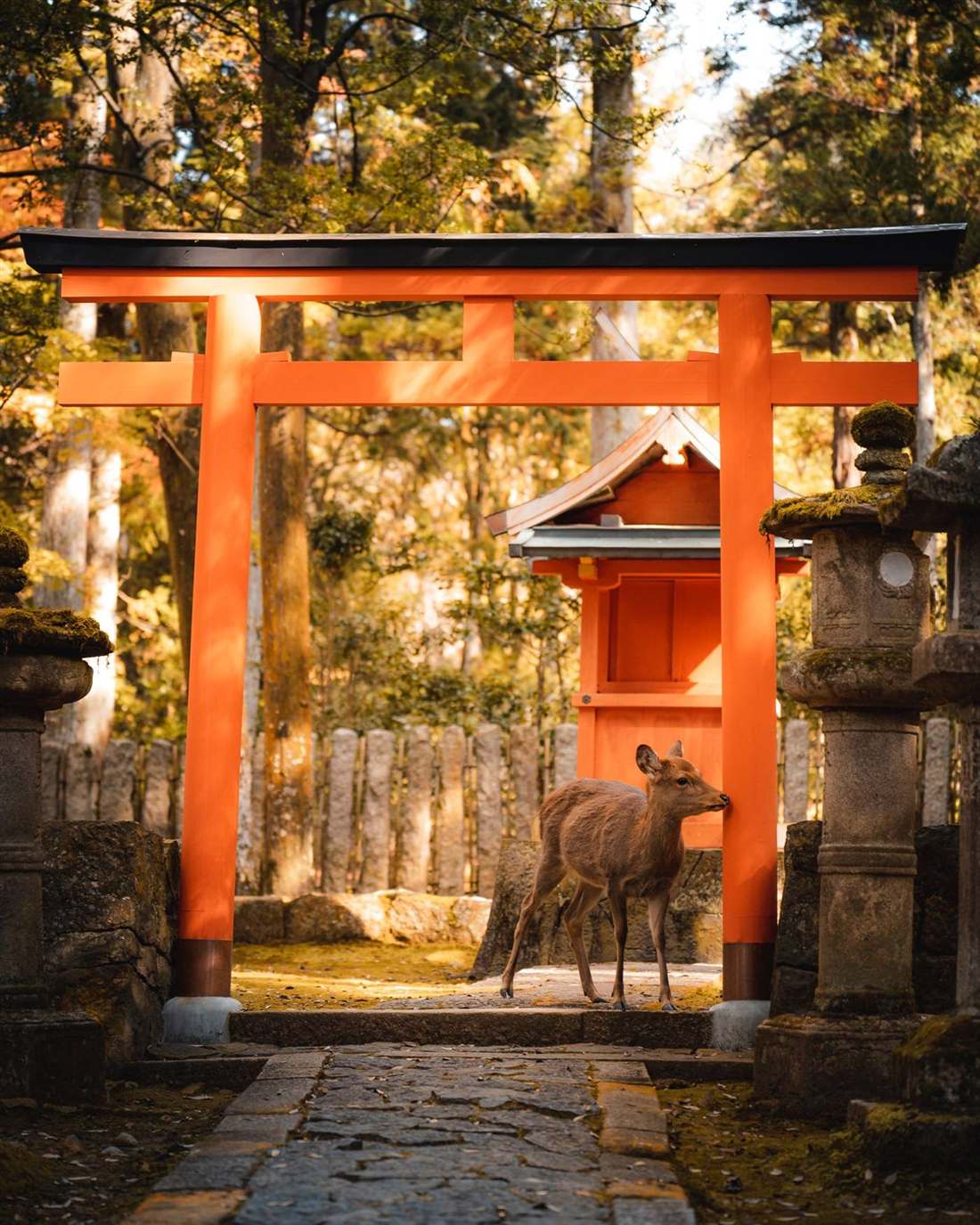 Sagano Romantic Train, Kyoto